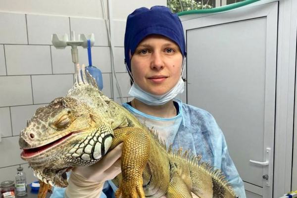 В зеленоградской ветклинике помогли игуане, которая пострадала в борьбе с собственным отражением в зеркале