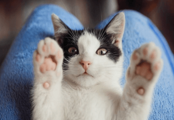 Афиша Культурного центра «Зеленоград» на ноябрь