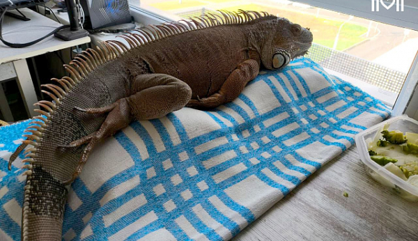 В зеленоградской ветклинике вновь помогли экзотической игуане