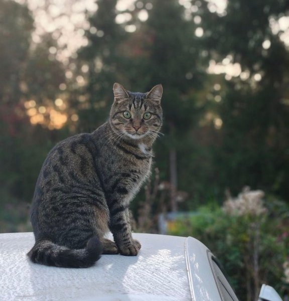 Сказка русского леса