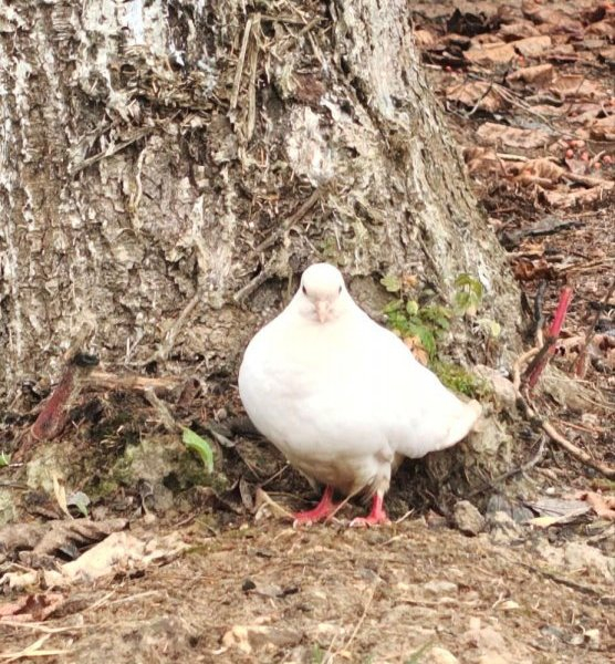 Сказка русского леса