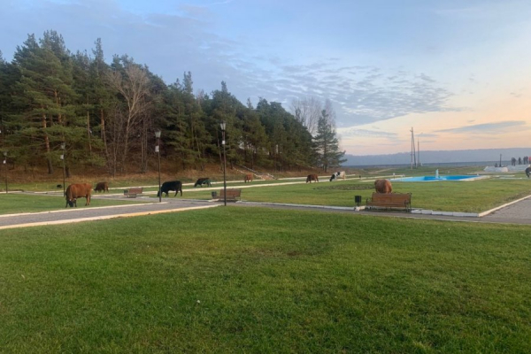 Народный репортер Зеленограда побывал на Дне народного единства в Йошкар-Оле