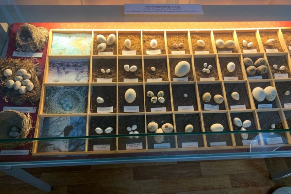 Народный репортер Зеленограда побывал на Дне народного единства в Йошкар-Оле