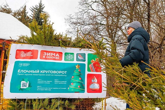 «Елочный круговорот»: городская акция по переработке новогодних деревьев начнется 2 января